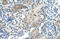 Distal-Less Homeobox 2 antibody, 27-519, ProSci, Western Blot image 