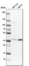 Cysteine and histidine-rich domain-containing protein 1 antibody, HPA041040, Atlas Antibodies, Western Blot image 