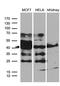 WD Repeat Domain 92 antibody, LS-C794979, Lifespan Biosciences, Western Blot image 