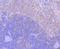 Engulfment And Cell Motility 1 antibody, A03091-1, Boster Biological Technology, Immunohistochemistry paraffin image 