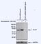 Polo Like Kinase 1 antibody, NB100-74502, Novus Biologicals, Western Blot image 