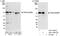 Tripartite Motif Containing 16 antibody, A301-160A, Bethyl Labs, Western Blot image 