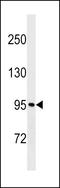 Muskelin 1 antibody, LS-C158146, Lifespan Biosciences, Western Blot image 
