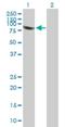 Pleckstrin Homology Domain Containing A4 antibody, H00057664-B01P, Novus Biologicals, Western Blot image 