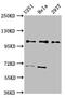 Pre-MRNA Processing Factor 40 Homolog A antibody, CSB-PA018769LA01HU, Cusabio, Western Blot image 
