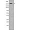 RNA Polymerase II Subunit A antibody, abx217854, Abbexa, Western Blot image 