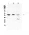 Podocalyxin Like antibody, A03359-1, Boster Biological Technology, Western Blot image 