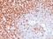 CD45RO antibody, NBP2-33104, Novus Biologicals, Immunohistochemistry paraffin image 