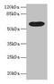 Butyrophilin Subfamily 3 Member A1 antibody, LS-C375315, Lifespan Biosciences, Western Blot image 