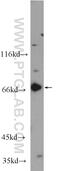G Protein-Coupled Receptor 107 antibody, 25076-1-AP, Proteintech Group, Western Blot image 