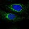 Mitochondrial Trans-2-Enoyl-CoA Reductase antibody, HPA028740, Atlas Antibodies, Immunocytochemistry image 