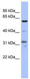 Paired box protein Pax-8 antibody, TA337290, Origene, Western Blot image 