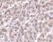 HtrA Serine Peptidase 2 antibody, PA5-20010, Invitrogen Antibodies, Immunohistochemistry frozen image 