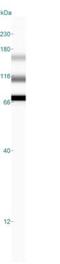 Aryl Hydrocarbon Receptor antibody, NB100-2289, Novus Biologicals, Western Blot image 