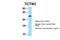 Tectonic Family Member 3 antibody, 25-993, ProSci, Enzyme Linked Immunosorbent Assay image 