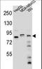 KAT8 Regulatory NSL Complex Subunit 3 antibody, LS-B10035, Lifespan Biosciences, Western Blot image 