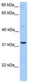 Autophagy Related 5 antibody, TA335734, Origene, Western Blot image 