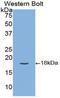 Tissue Factor Pathway Inhibitor antibody, LS-C296656, Lifespan Biosciences, Western Blot image 