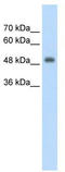 CUE Domain Containing 1 antibody, TA344146, Origene, Western Blot image 