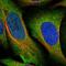 Grancalcin antibody, HPA035033, Atlas Antibodies, Immunofluorescence image 