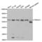 Protein Kinase AMP-Activated Catalytic Subunit Alpha 1 antibody, abx001141, Abbexa, Western Blot image 