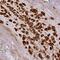 Caspase 2 antibody, NBP2-38635, Novus Biologicals, Immunohistochemistry frozen image 