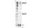 Insulin Receptor Substrate 1 antibody, 2580S, Cell Signaling Technology, Western Blot image 