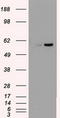 Nuclear Receptor Binding Protein 1 antibody, TA500461, Origene, Western Blot image 