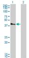 Tripartite Motif Containing 52 antibody, H00084851-M01, Novus Biologicals, Western Blot image 