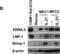 PR/SET Domain 1 antibody, NB600-235, Novus Biologicals, Western Blot image 