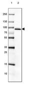 HIV-1 Tat Specific Factor 1 antibody, PA5-51393, Invitrogen Antibodies, Western Blot image 