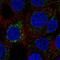 FKBP Prolyl Isomerase 10 antibody, HPA051171, Atlas Antibodies, Immunofluorescence image 