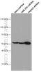 Fas Associated Factor Family Member 2 antibody, 66629-1-Ig, Proteintech Group, Western Blot image 