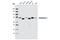 Caldesmon 1 antibody, 2980S, Cell Signaling Technology, Western Blot image 