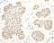 REST Corepressor 1 antibody, NB600-240, Novus Biologicals, Immunohistochemistry frozen image 