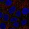 TSP3 antibody, HPA073242, Atlas Antibodies, Immunofluorescence image 