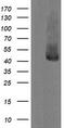 MEK1/2 antibody, TA505775, Origene, Western Blot image 