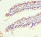 Sialic Acid Binding Ig Like Lectin 12 (Gene/Pseudogene) antibody, LS-C676490, Lifespan Biosciences, Immunohistochemistry paraffin image 