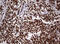 Paired Box 5 antibody, LS-C789419, Lifespan Biosciences, Immunohistochemistry frozen image 