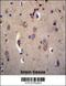 Dystrobrevin Alpha antibody, 56-512, ProSci, Immunohistochemistry paraffin image 