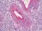 Ring Finger Protein 144A antibody, orb95474, Biorbyt, Immunohistochemistry paraffin image 