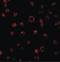 Toll Like Receptor 3 antibody, LS-B687, Lifespan Biosciences, Immunofluorescence image 
