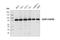 Nuclear Cap Binding Protein Subunit 1 antibody, 24964S, Cell Signaling Technology, Western Blot image 