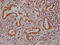NK2 Homeobox 1 antibody, CSB-RA181189A0HU, Cusabio, Immunohistochemistry frozen image 