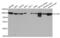 Chloride Voltage-Gated Channel 5 antibody, abx004363, Abbexa, Western Blot image 