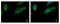 Calcium-binding and coiled-coil domain-containing protein 1 antibody, GTX105118, GeneTex, Immunocytochemistry image 