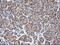 RASL7B antibody, MA5-26142, Invitrogen Antibodies, Immunohistochemistry frozen image 