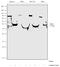 Orosomucoid 1 antibody, 720265, Invitrogen Antibodies, Western Blot image 