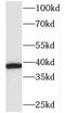 Transaldolase 1 antibody, FNab08494, FineTest, Western Blot image 