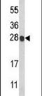 Histone Cluster 1 H1 Family Member C antibody, PA5-26171, Invitrogen Antibodies, Western Blot image 